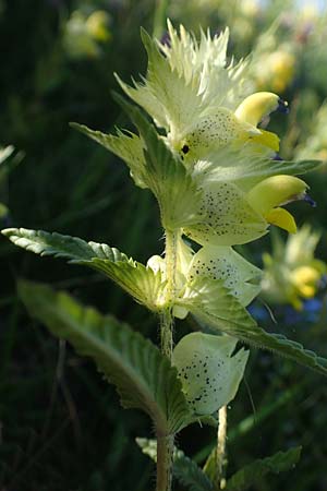 Rhinanthus alpinus \ Alpen-Klappertopf / Alpine Yellow-Rattle, A Seetaler Alpen, Zirbitzkogel 28.6.2021