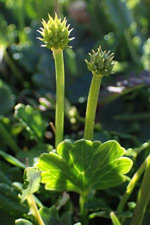 Ranunculus alpestris / Alpine Buttercup, A Wölzer Tauern, Hohenwart 29.7.2021