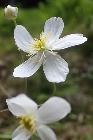 Ranunculus aconitifolius \ Eisenhutblttriger Hahnenfu / Aconite-Leaved Buttercup, A Kärnten/Carinthia, Koralpe 4.7.2023