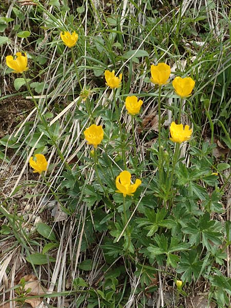 Ranunculus breyninus / Buttercup, A Carinthia, Hochobir 19.5.2016