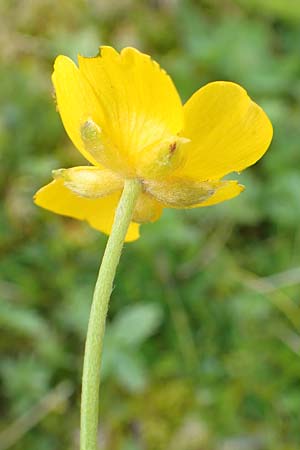 Ranunculus breyninus / Buttercup, A Rax 28.6.2020