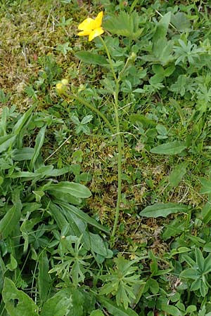 Ranunculus breyninus \ Gebirgs-Hahnenfu / Buttercup, A Rax 28.6.2020