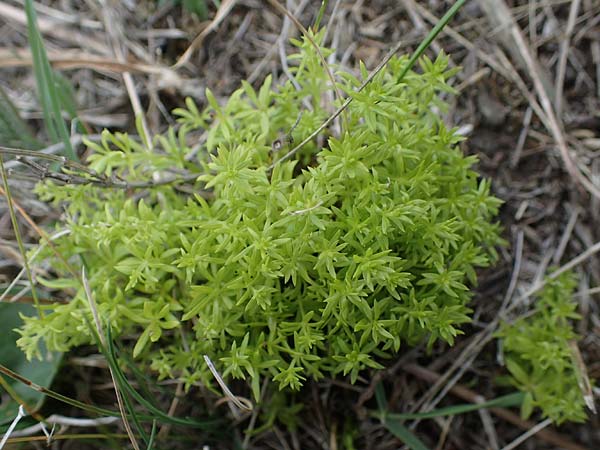 Galium mollugo \ Wiesen-Labkraut / Upright Hedge Bedstraw, A Seewinkel, Apetlon 26.9.2022