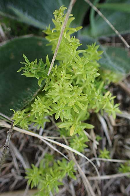 Galium mollugo \ Wiesen-Labkraut, A Seewinkel, Apetlon 26.9.2022