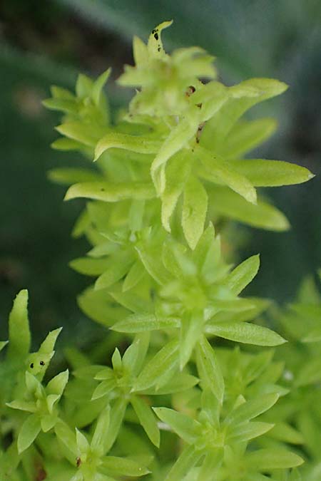 Galium mollugo \ Wiesen-Labkraut, A Seewinkel, Apetlon 26.9.2022