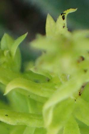 Galium mollugo \ Wiesen-Labkraut / Upright Hedge Bedstraw, A Seewinkel, Apetlon 26.9.2022