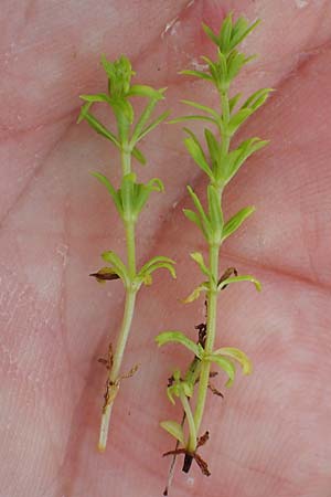 Galium mollugo \ Wiesen-Labkraut / Upright Hedge Bedstraw, A Seewinkel, Apetlon 26.9.2022