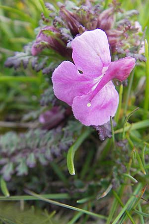 Pedicularis rostratocapitata \ Kopfiges Lusekraut, Geschnbeltes Lusekraut / Beaked Lousewort, A Kärnten/Carinthia, Petzen 2.7.2010