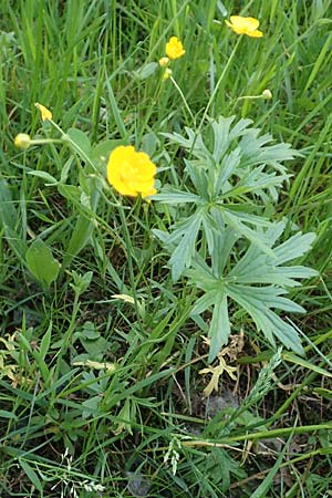 Ranunculus carinthiacus \ Krntner Berg-Hahnenfu, A Kärnten, St. Kanzian am Klopeiner See 15.5.2016