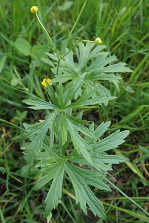 Ranunculus carinthiacus \ Krntner Berg-Hahnenfu / Carinthian Buttercup, A Kärnten/Carinthia, St. Kanzian am Klopeiner See 15.5.2016