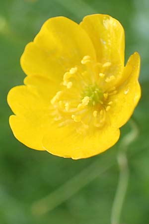 Ranunculus carinthiacus \ Krntner Berg-Hahnenfu, A Kärnten, St. Kanzian am Klopeiner See 15.5.2016