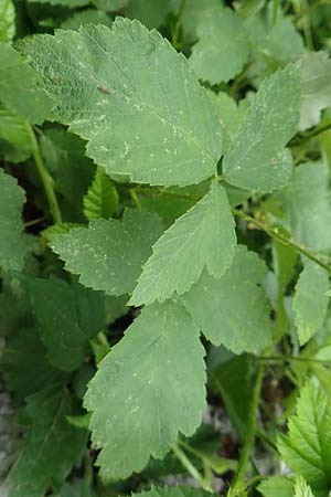 Rubus canescens \ Filz-Brombeere / Wooly Bramble, A Weichtal-Klamm 1.7.2020