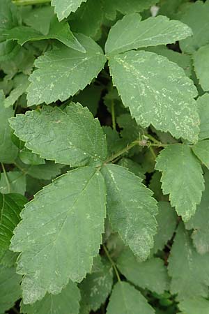 Rubus canescens \ Filz-Brombeere / Wooly Bramble, A Weichtal-Klamm 1.7.2020