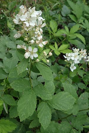 Rubus canescens \ Filz-Brombeere / Wooly Bramble, A Weichtal-Klamm 1.7.2020