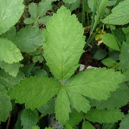 Rubus canescens \ Filz-Brombeere / Wooly Bramble, A Weichtal-Klamm 1.7.2020