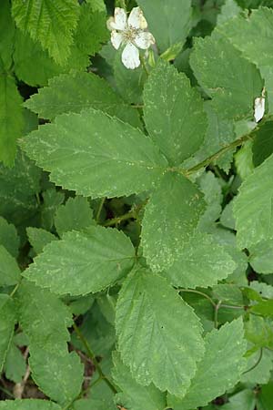 Rubus canescens \ Filz-Brombeere / Wooly Bramble, A Weichtal-Klamm 1.7.2020