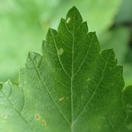 Rubus canescens \ Filz-Brombeere / Wooly Bramble, A Weichtal-Klamm 1.7.2020