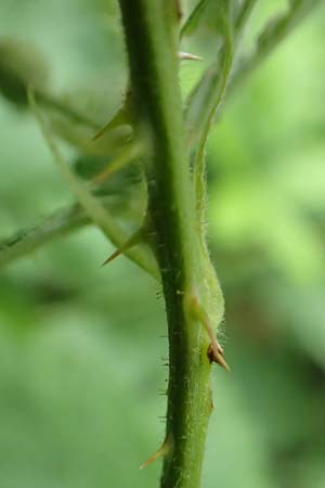 Rubus canescens \ Filz-Brombeere / Wooly Bramble, A Weichtal-Klamm 1.7.2020