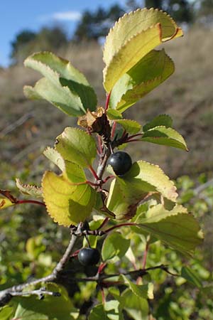 Rhamnus cathartica / Buckthorn, A Perchtoldsdorf 22.9.2022