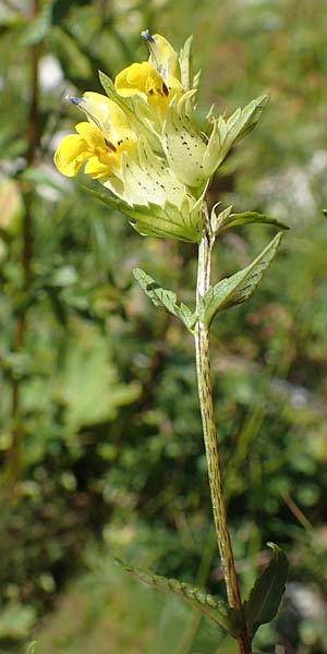 Rhinanthus freynii \ Freyns Klappertopf / Freyn's Yellow-Rattle, A Kärnten/Carinthia, Petzen 8.8.2016