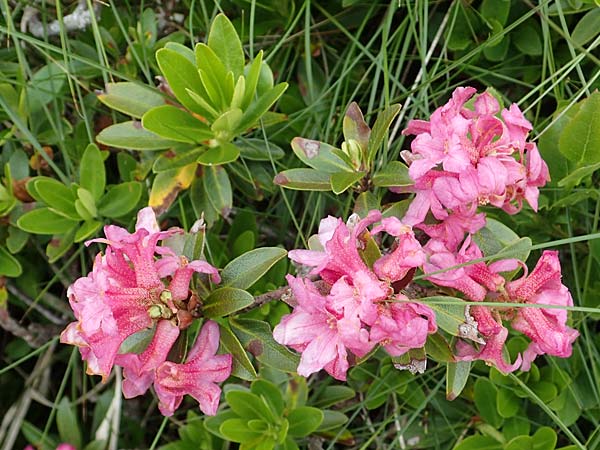 Rhododendron ferrugineum \ Rostblttrige Alpenrose, A Niedere Tauern, Sölk-Pass 2.7.2021