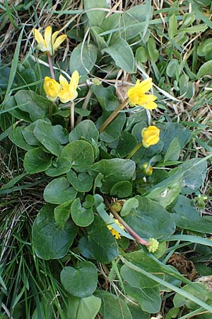 Ficaria verna \ Knllchen-Scharbockskraut, A Weinviertel,  Goggendorf 1.4.2023