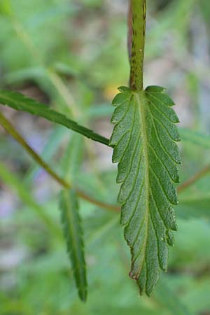 Rhinanthus glacialis \ Grannen-Klappertopf, A Mürzsteg Rosslochklamm 3.7.2020