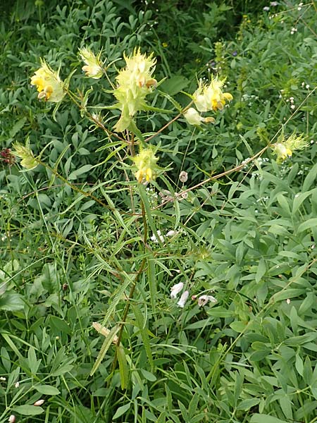 Rhinanthus glacialis \ Grannen-Klappertopf, A Altaussee 9.7.2020