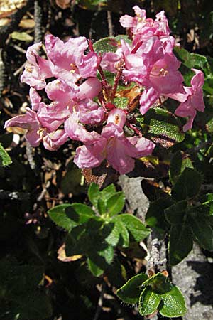 Rhododendron hirsutum \ Bewimperte Alpenrose / Hairy Rhododendron, A Kärnten/Carinthia, Petzen 21.7.2007