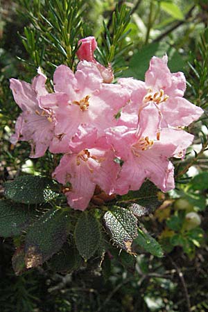 Rhododendron hirsutum \ Bewimperte Alpenrose / Hairy Rhododendron, A Kärnten/Carinthia, Petzen 21.7.2007