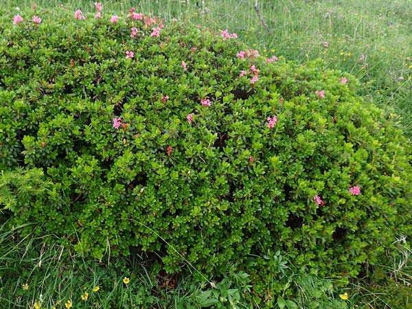 Rhododendron hirsutum \ Bewimperte Alpenrose / Hairy Rhododendron, A Dachstein Südwand 7.7.2020