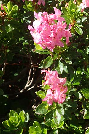 Rhododendron hirsutum \ Bewimperte Alpenrose / Hairy Rhododendron, A Dachstein, Auretskar 7.7.2020