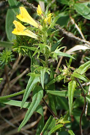 Melampyrum pratense \ Gewhnlicher Wachtelweizen, Wiesen-Wachtelweizen / Common Cow-Wheat, A Kraubath (Mur) 25.7.2021