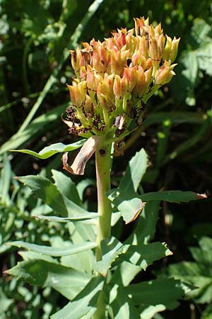 Rhodiola rosea \ Rosenwurz, A Eisenerzer Reichenstein 28.7.2021