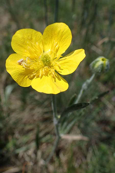 Ranunculus illyricus \ Illyrischer Hahnenfu / Illyrian Buttercup, A Hainburg 14.5.2022