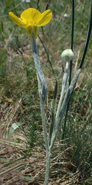 Ranunculus illyricus \ Illyrischer Hahnenfu, A Hainburg 14.5.2022