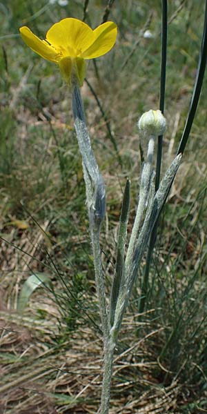 Ranunculus illyricus / Illyrian Buttercup, A Hainburg 14.5.2022