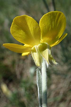 Ranunculus illyricus \ Illyrischer Hahnenfu / Illyrian Buttercup, A Hainburg 14.5.2022