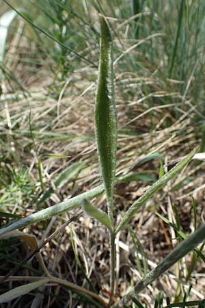 Ranunculus illyricus \ Illyrischer Hahnenfu, A Hainburg 14.5.2022