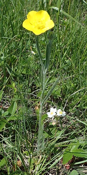Ranunculus illyricus \ Illyrischer Hahnenfu, A Hainburg 14.5.2022
