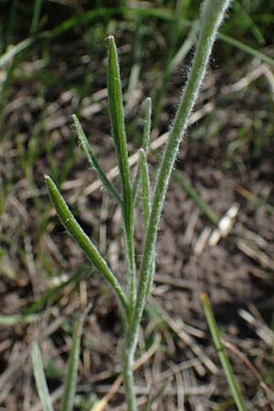 Ranunculus illyricus / Illyrian Buttercup, A Hainburg 14.5.2022