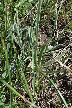 Ranunculus illyricus \ Illyrischer Hahnenfu, A Hainburg 14.5.2022