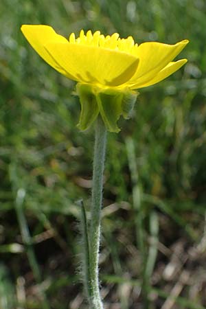 Ranunculus illyricus / Illyrian Buttercup, A Hainburg 14.5.2022