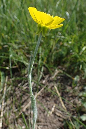 Ranunculus illyricus \ Illyrischer Hahnenfu / Illyrian Buttercup, A Hainburg 14.5.2022