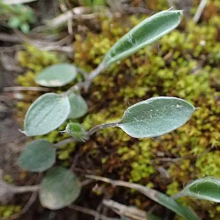 Ranunculus illyricus / Illyrian Buttercup, A Hainburg 7.3.2024