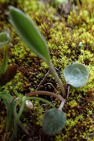 Ranunculus illyricus \ Illyrischer Hahnenfu / Illyrian Buttercup, A Hainburg 7.3.2024