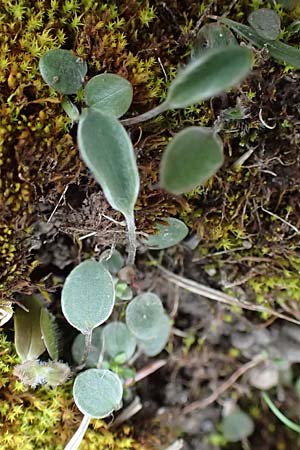 Ranunculus illyricus \ Illyrischer Hahnenfu / Illyrian Buttercup, A Hainburg 7.3.2024