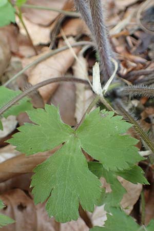 Ranunculus lanuginosus / Woolly-Leaved Buttercup, A Carinthia, St. Paul im Lavanttal 16.5.2016