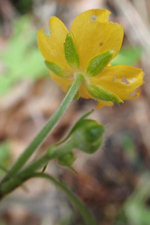 Ranunculus lanuginosus \ Wolliger Hahnenfu / Woolly-Leaved Buttercup, A Kärnten/Carinthia, St. Paul im Lavanttal 16.5.2016