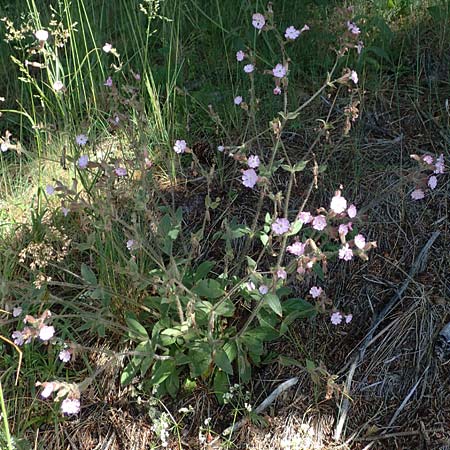 Silene dioica \ Rote Lichtnelke / Red Campion, A Pölstal-Oberzeiring 26.6.2021